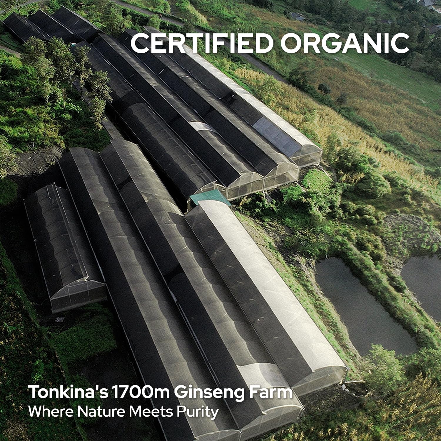 Tonkina Youth 1700 Serum – 30ml | Gentle Bakuchiol Retinol Alternative for Radiant, Youthful Skin