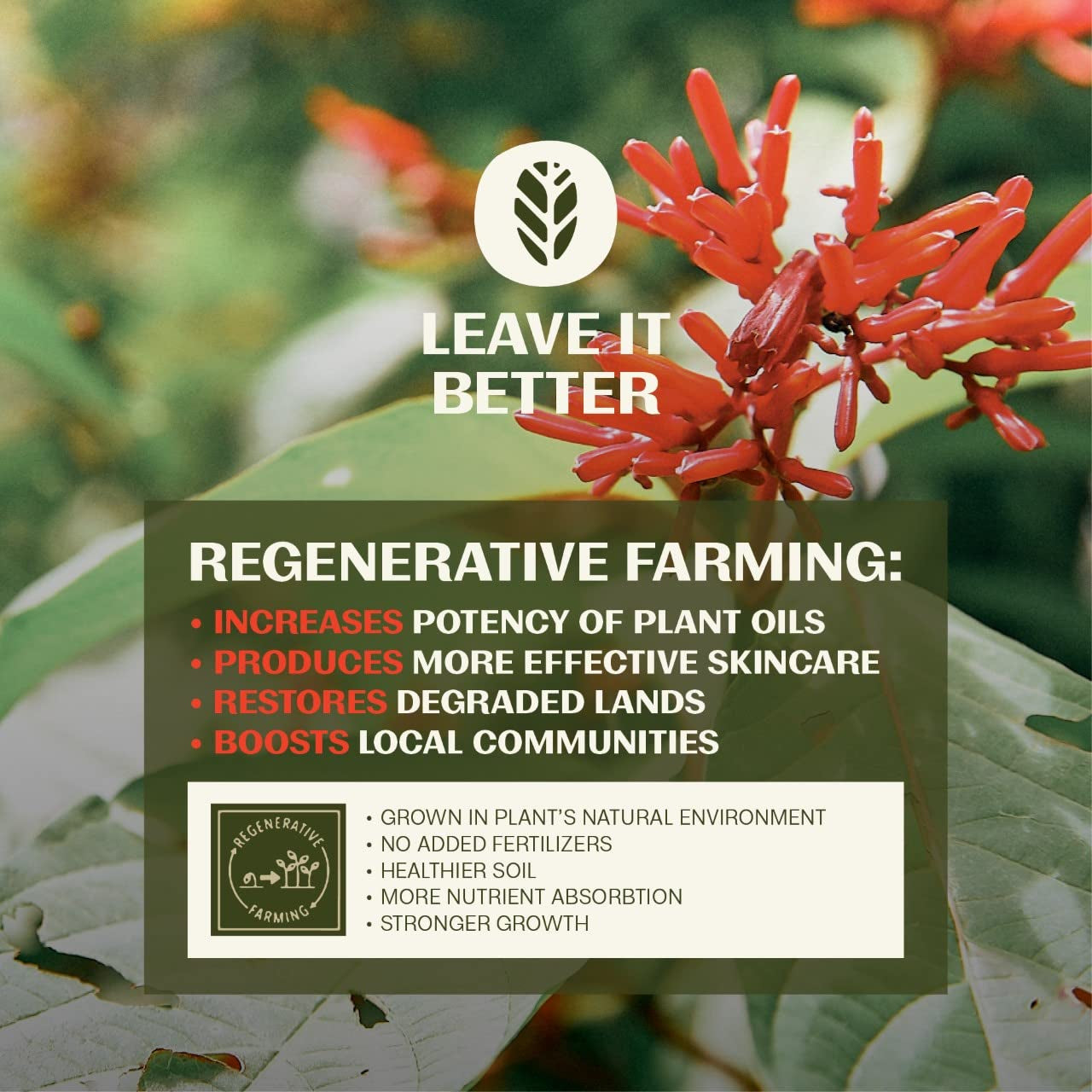 Thrive Regenerative Skincare Renew Skin Firming Serum 15ml | Plant-Powered Firming & Anti-Aging Solution